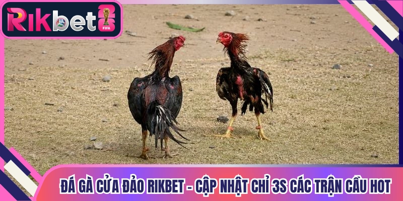 Đá Gà Cửa Đảo Rikbet - Cập Nhật Chỉ 3s Các Trận Cầu Hot