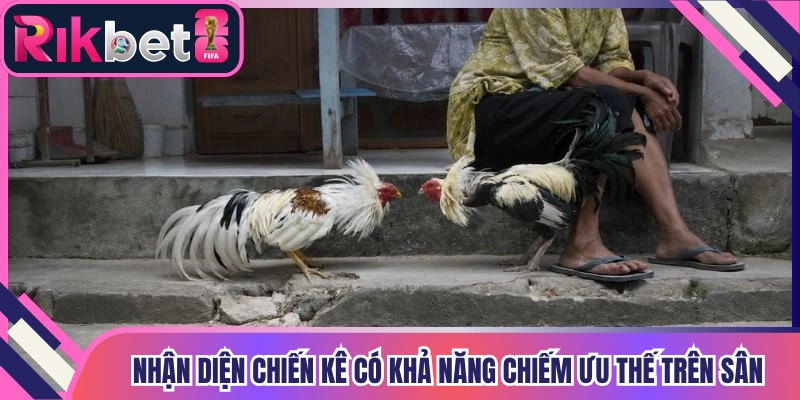 Nhận diện chiến kê có khả năng chiếm ưu thế trên sân