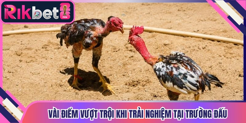 Vài điểm vượt trội khi trải nghiệm tại trường đấu
