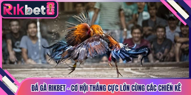 Đá Gà Rikbet - Cơ Hội Thắng Cực Lớn Cùng Các Chiến Kê