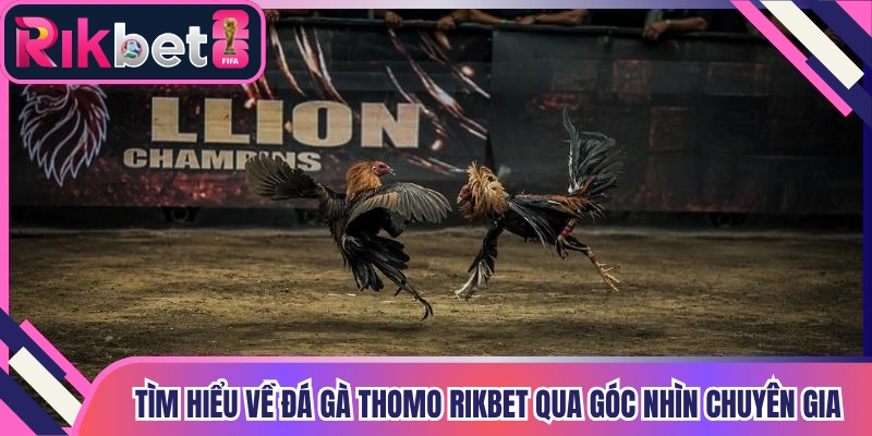 Tìm hiểu về đá gà thomo Rikbet qua góc nhìn chuyên gia