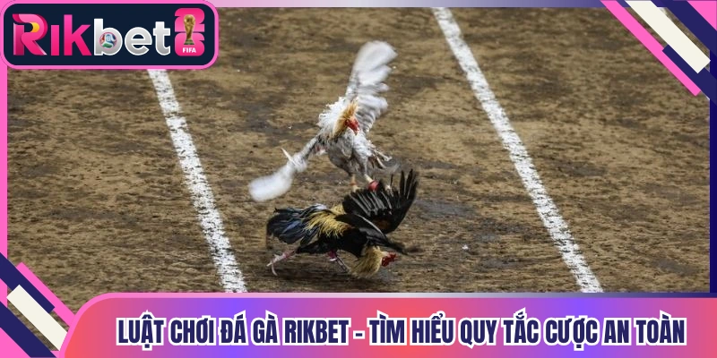 Luật Chơi Đá Gà Rikbet - Tìm Hiểu Quy Tắc Cược An Toàn