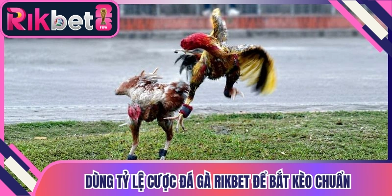 Dùng tỷ lệ cược đá gà Rikbet để bắt kèo chuẩn